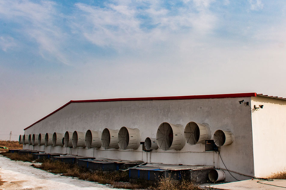 Deba Brothers® Pig Farm Ventilation System: Förbättrad luftkvalitet för friskare grisar