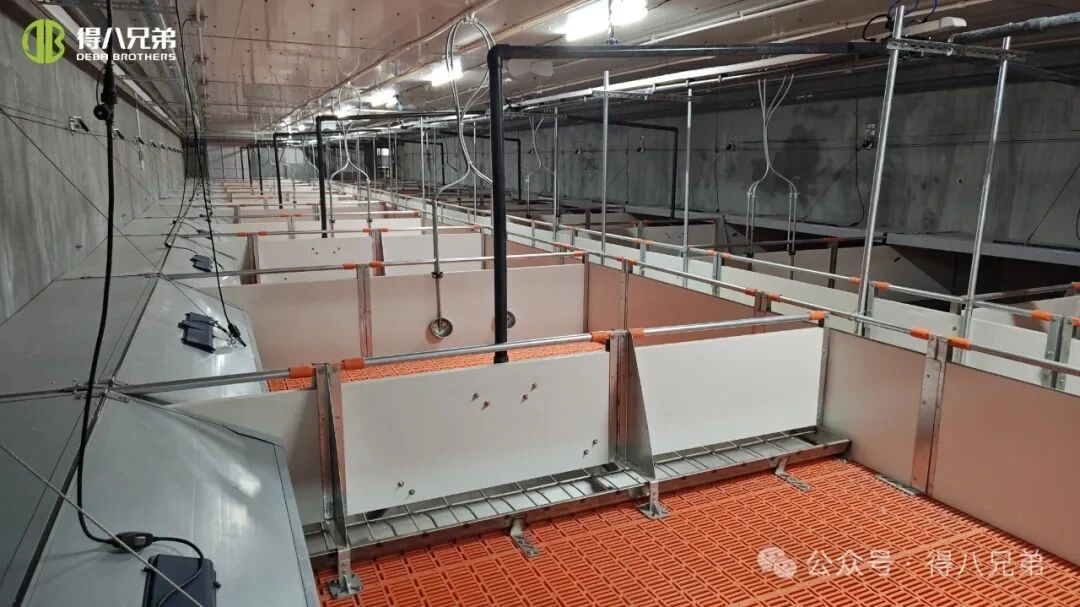 Förebyggande och hantering av värmestress i svinfarmer under varmt väder