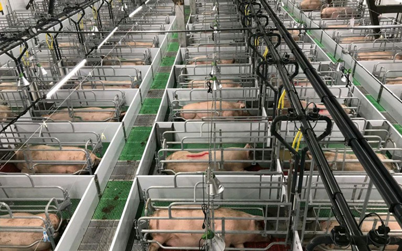 Exakt näring och vetenskaplig ledning: Ge effektiv uppfödning av dräktiga suggor – Debabrother hjälper grisfarmer att förbättra kvaliteten och effektiviteten