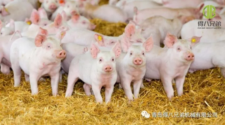Förbättring av grisfarmsdjurens välbefinnande – China Edition