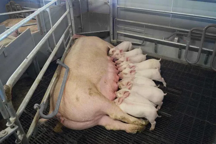 Global Pig Price Recovery Stärker förtroendet för investeringar i jordbruksutrustning